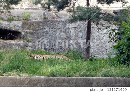 the tiger lies resting at the zoo on the green grass the tiger lies resting at the zoo on the green grass 131171499