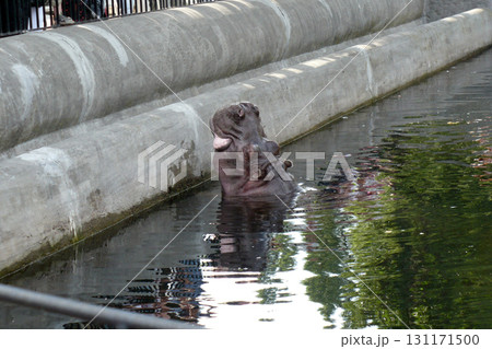 a large gray hippo wide in the pond water a large gray hippo wide in the pond water 131171500