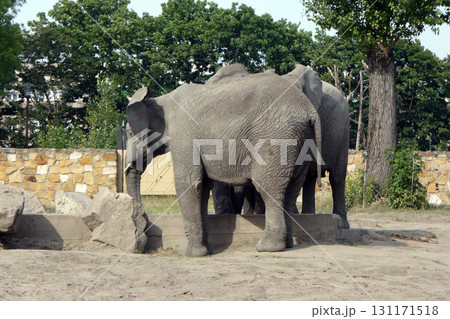 a small herd of elephants on the catwalk at the zoo 131171518