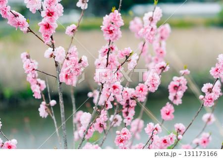 beautiful blooming peach trees in spring in japan 131173166