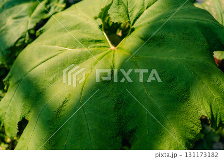 Indian Rhubarb or Umbrella Plant Darmera peltata by a Stream in a Bog Garden in japan 131173182
