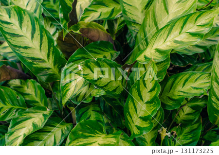 Calathea Sanderiana ornata, pin-stripe or pinstripe calathea plant leaves, close up Calathea Sanderiana ornata, pin-stripe or pinstripe calathea plant leaves, close up 131173225