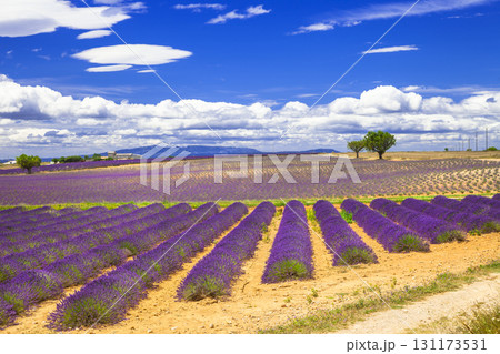 violet fields of blooming lavender in Provence, France 131173531