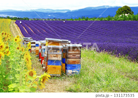 Fields of sunflowers, lavender and beehive - Provence, France Fields of sunflowers, lavender and beehive - Provence, France 131173535