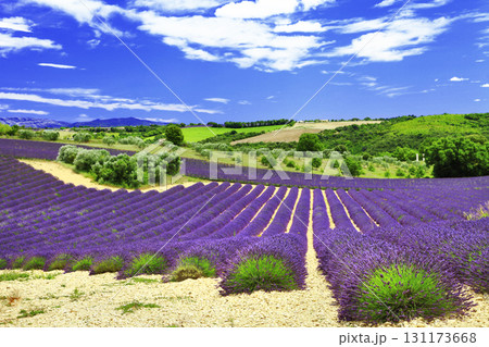beautiful lavender fields, Provance, Valensole, France 131173668