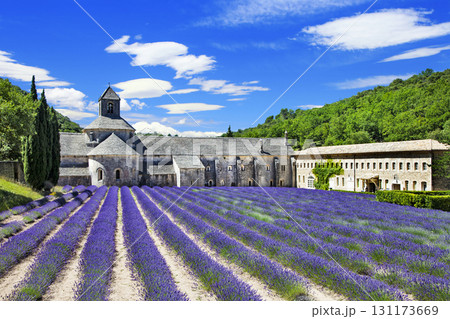 Abbaye de Senanque with blooming lavender field,  Provence, France 131173669