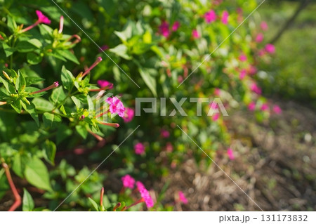 オシロイバナ 131173832