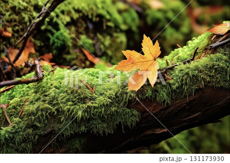 Detailed texture of lush forest moss with vibrant green and golden hues 131173930