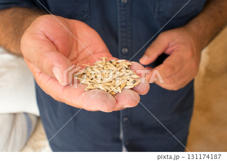 Men hands holding barley seeds. Tunisia 131174187