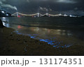 来島海峡の海岸で光るウミホタル 131174351