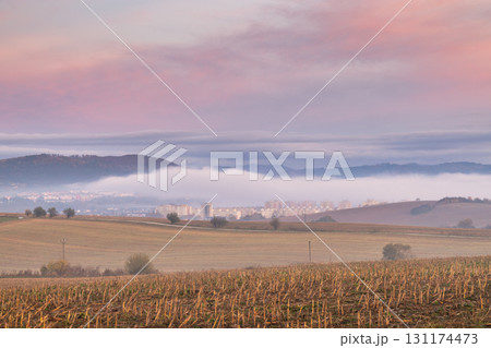 Fog blankets city below mountain at sunrise, golden corn field in foreground, dreamy pastel skyscape. 131174473
