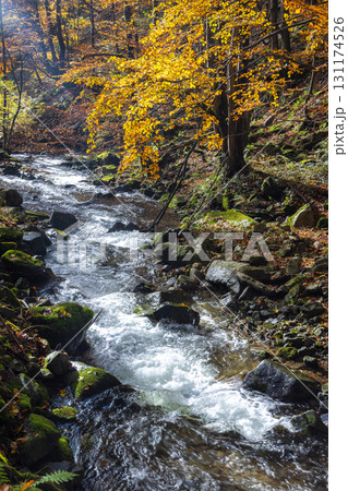 Autumn cascade flowing through a rocky stream in a forest with vibrant foliage and mossy rocks. The Mala Fatra national park in Slovakia, Europe. Autumn cascade flowing through a rocky stream in a forest with vibrant foliage and mossy rocks. The Mala Fatra national park in Slovakia, Europe. 131174526