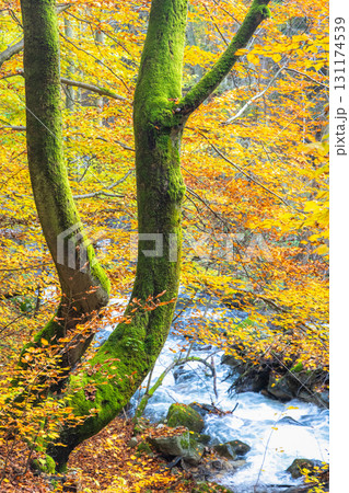 Mossy trees by a flowing river during autumn with yellow leaves in the background. The Mala Fatra national park in Slovakia, Europe. 131174539