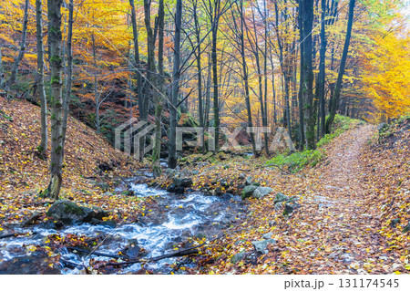 Autumnal forest scene with a clear stream running through fallen leaves and trees in vibrant colors. The Mala Fatra national park in Slovakia, Europe. 131174545