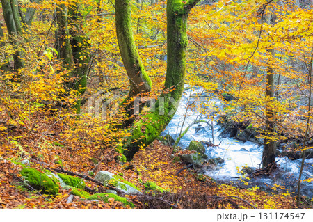 Autumn forest scene: Mossy trees and golden leaves by the clear flowing water create a vibrant landscape The Mala Fatra national park in Slovakia, Europe. 131174547