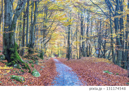 Autumn path through a tranquil forest with colorful fallen leaves and tall trees in soft, natural light. The Mala Fatra national park in Slovakia, Europe. 131174548