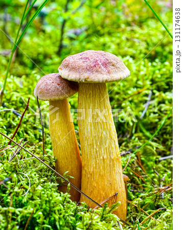 Two wild mushrooms with long yellow stems growing in green moss on forest floor in natural habitat 131174638
