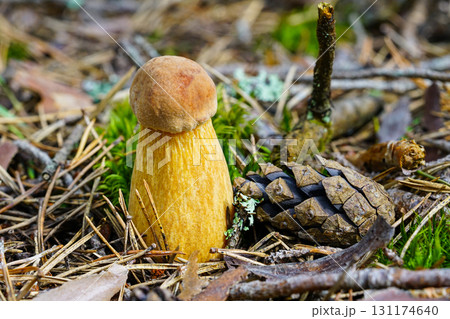 Wild bolete mushroom with thick yellow stem and brown cap growing on forest floor beside pine cone 131174640