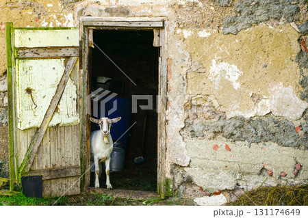 Goat standing in doorway of old rustic barn with cracked plaster walls and wooden door Goat standing in doorway of old rustic barn with cracked plaster walls and wooden door 131174649