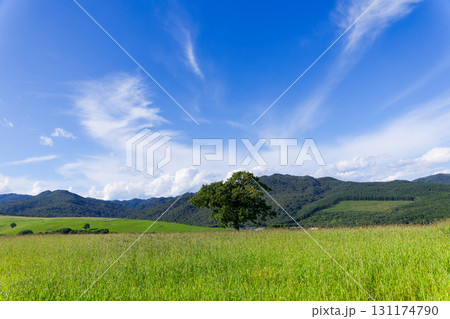 青空と草原 131174790