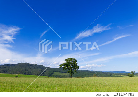 青空と草原 青空と草原 131174793