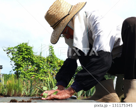 キャベツ苗の植え付ける男性 キャベツ苗の植え付ける男性 131175345