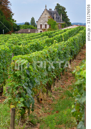フランス・ボルドー地方サンテミリオンのブドウ畑（2024年8月13日撮影、曇り） 131176056