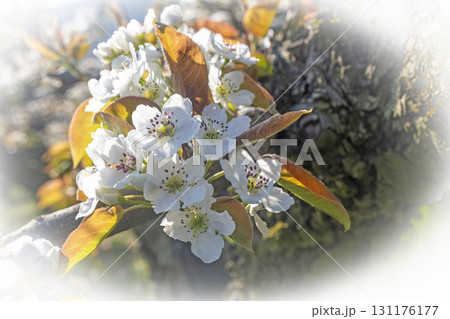 二十世紀梨の花(鳥取県湯梨浜町) 二十世紀梨の花(鳥取県湯梨浜町) 131176177