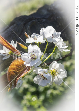 二十世紀梨の花（鳥取県湯梨浜町） 131176179