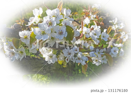 二十世紀梨の花（鳥取県湯梨浜町） 131176180