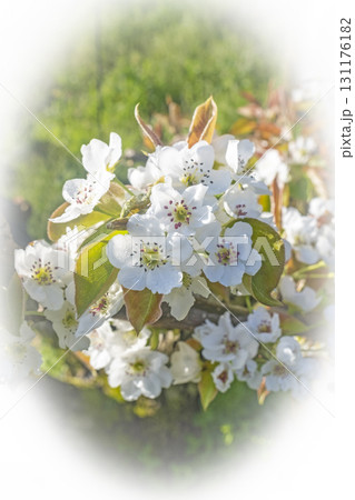 二十世紀梨の花(鳥取県湯梨浜町) 二十世紀梨の花(鳥取県湯梨浜町) 131176182