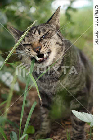 広場で遊ぶとら猫 131176275