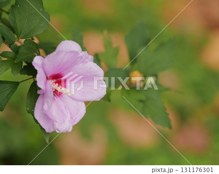 秋に咲くムクゲのピンクの花 131176301