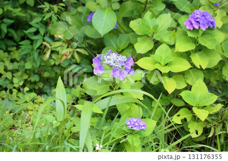 爽やか アジサイの花 爽やか アジサイの花 131176355
