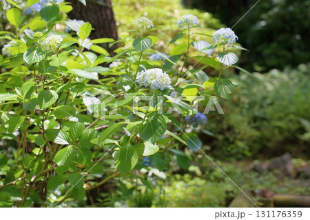 爽やか　アジサイの花 131176359