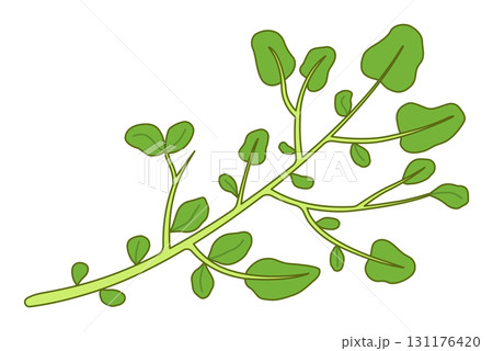 クレソン 131176420