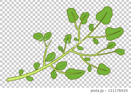 クレソン 131176420