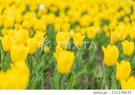 Yellow tulip flowers background outdoor 131176635
