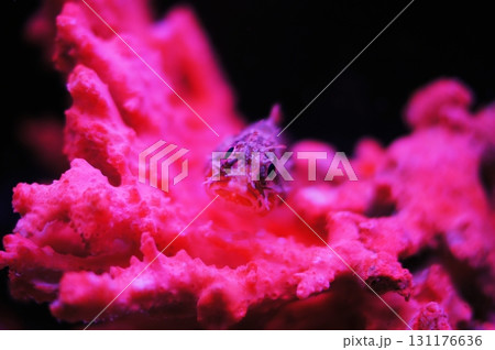 カサゴ カサゴ 131176636