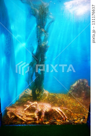 蟹と利尻昆布 蟹と利尻昆布 131176637