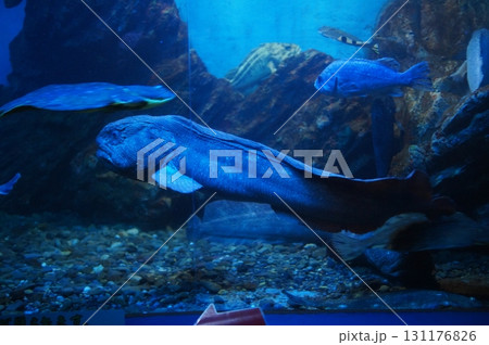 オオカミウオ 131176826