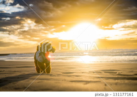 ビーチを走るトイプードル 131177161