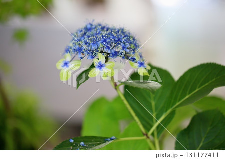可愛い　ガクアジサイの花　大島緑花 131177411
