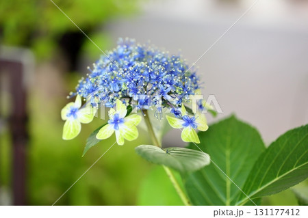 可愛い ガクアジサイの花 大島緑花 可愛い ガクアジサイの花 大島緑花 131177412