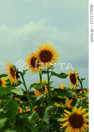 太陽を見つめる向日葵 131177606