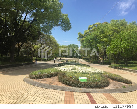 大きな木のある公園 131177984