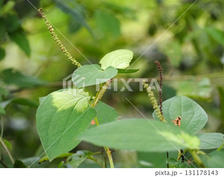 はんげしょう はんげしょう 131178143