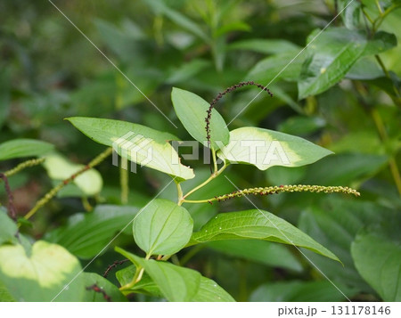 はんげしょう 131178146