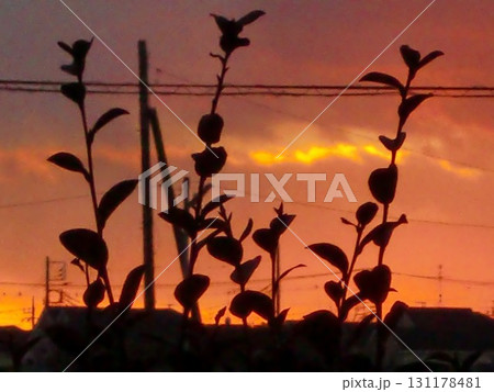 夕焼けのシルエット-3 夕焼けのシルエット-3 131178481
