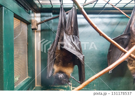 ケージの中でぶら下がる蝙蝠 131178537